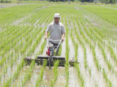 وقتی دولت برای «برنج» گیلان هزینه می‌کند… /کارخانه‌ی مونتاژ ماشین‌آلات برنجکاری در گیلان ساخته می‌شود